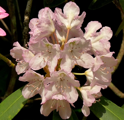{Rhododendron maximum}